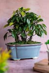 Buy_H2H_Green Polyester And Plastic Artificial Bonsai Plant _at_Aza_Fashions