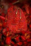 Buy_The Garnish Company_Red Embroidered Potli Bag _at_Aza_Fashions