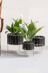 Buy_The Decor Remedy_Black Iron Theos Cane Planters Set Of 3 _at_Aza_Fashions