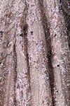 Dolly J Beige Tulle Sequins, Beads, Crystals Alexandra Floral Embroidered Gown at Aza Fashions Dolly J_Beige Tulle Sequins, Beads, Crystals Alexandra Floral Embroidered Gown _at_Aza_Fashions
