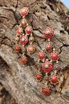 Shop_Manner_Pink Enamel Phool Dangler Earrings _at_Aza_Fashions