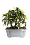 Shop_H2H_Green Polyester And Plastic Artificial Bonsai Plant _at_Aza_Fashions