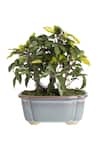 H2H_Green Polyester And Plastic Artificial Bonsai Plant _Online_at_Aza_Fashions