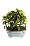 Buy_H2H_Green Polyester And Plastic Artificial Bonsai Plant 