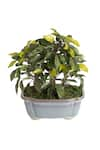 Buy_H2H_Green Polyester And Plastic Artificial Bonsai Plant _Online_at_Aza_Fashions