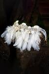 House Of D"Oro_White Stone Jasmine Feather Choker_Online_at_Aza_Fashions