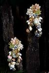 Buy_D'oro_Locust Shell Tassel Earrings_Online_at_Aza_Fashions