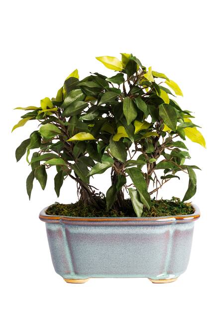 Shop H2h Green Polyester And Plastic Artificial Bonsai Plant at Aza Fashions Shop_H2h_Green Polyester And Plastic Artificial Bonsai Plant_at_Aza_Fashions