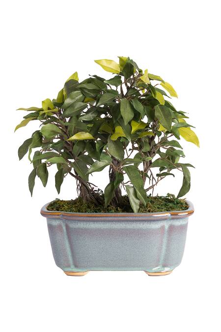H2h Green Polyester And Plastic Artificial Bonsai Plant Online at Aza Fashions H2h_Green Polyester And Plastic Artificial Bonsai Plant_Online_at_Aza_Fashions