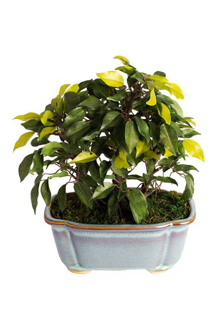 Buy H2h Green Polyester And Plastic Artificial Bonsai Plant Buy_H2h_Green Polyester And Plastic Artificial Bonsai Plant
