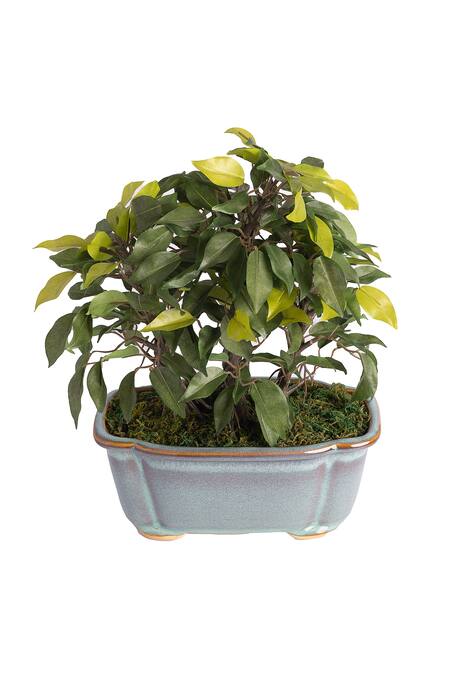 Buy H2h Green Polyester And Plastic Artificial Bonsai Plant Online at Aza Fashions Buy_H2h_Green Polyester And Plastic Artificial Bonsai Plant_Online_at_Aza_Fashions